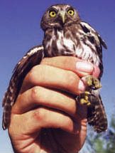 A bird in the hand... endangered Arizona pygmy owl.